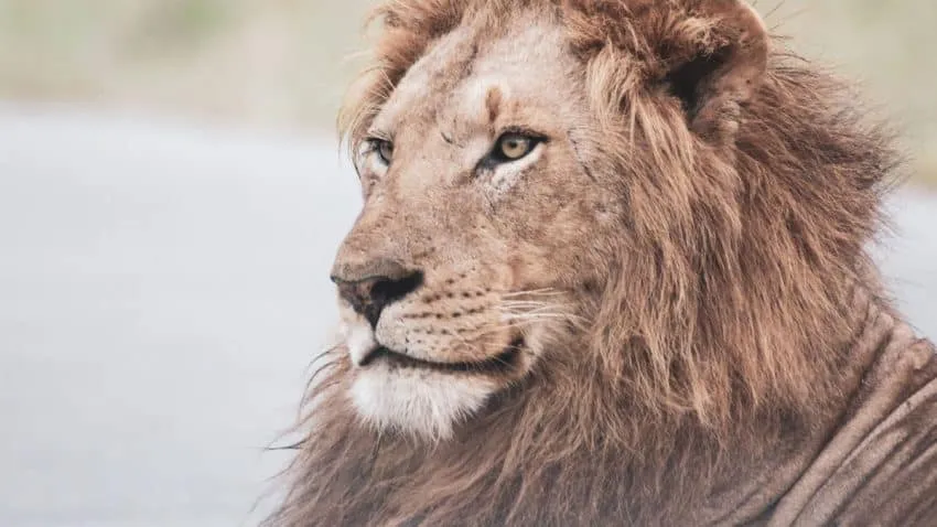 Así ha vivido el sector de la publicidad Cannes Lions 2021: Hablamos con ganadores y jurados