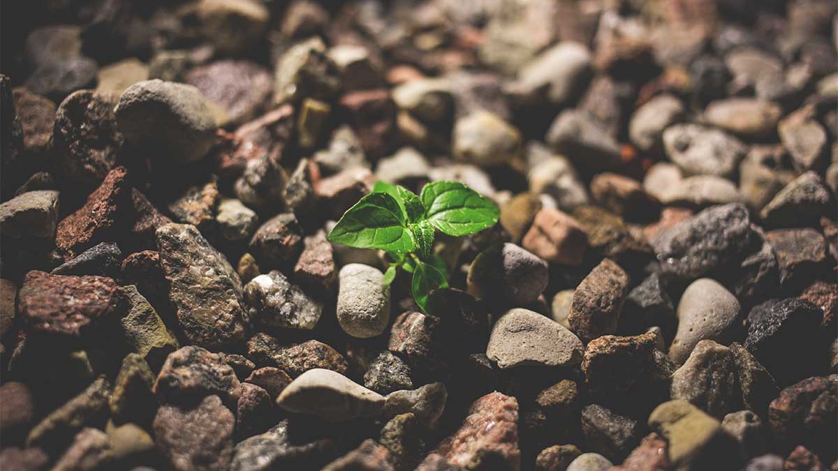 Una planta crece en la tierra