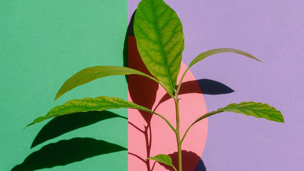 Una planta con un fondo tricolor
