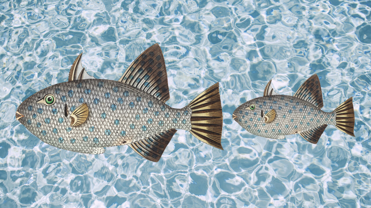 peces en el mar