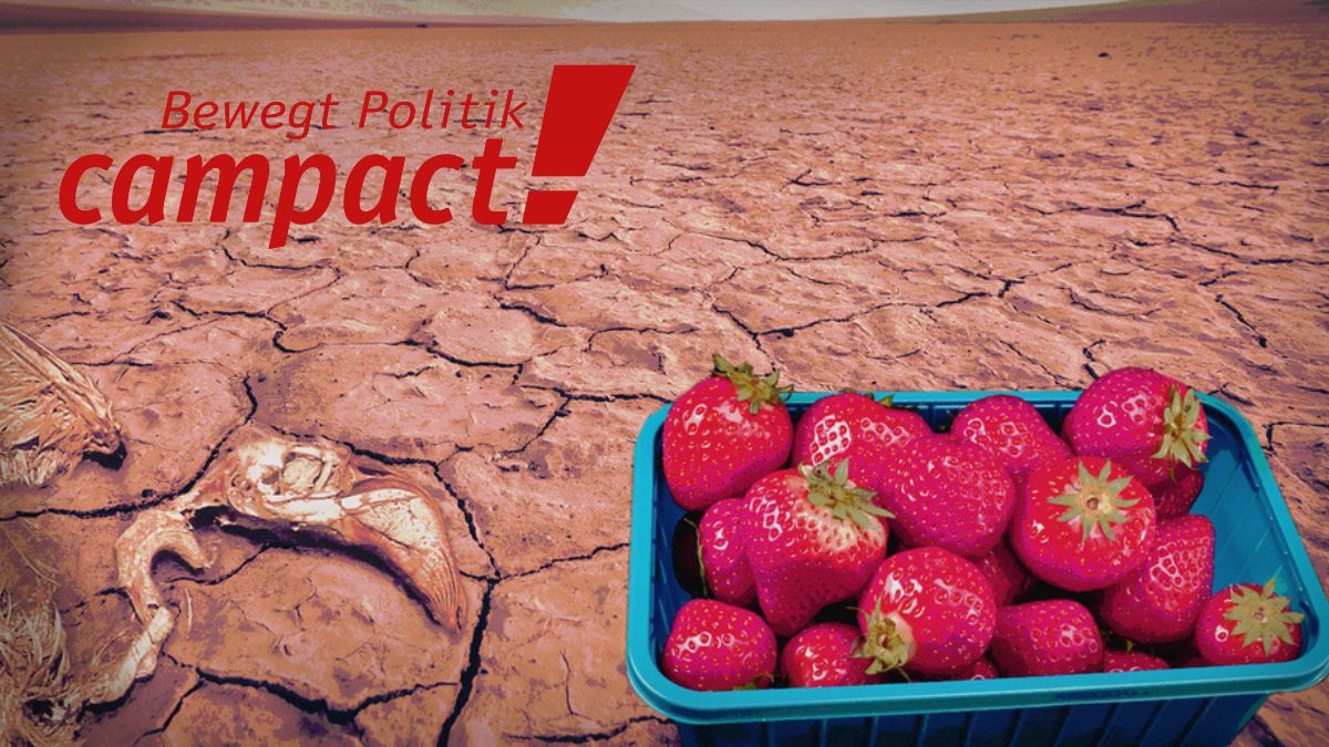 Campaña Campact.