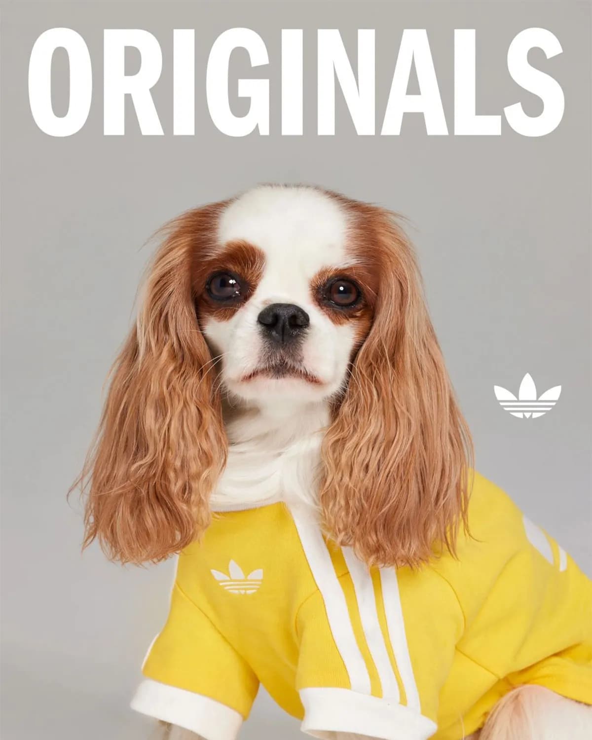 https://www.marketingdirecto.com/temas/adidas