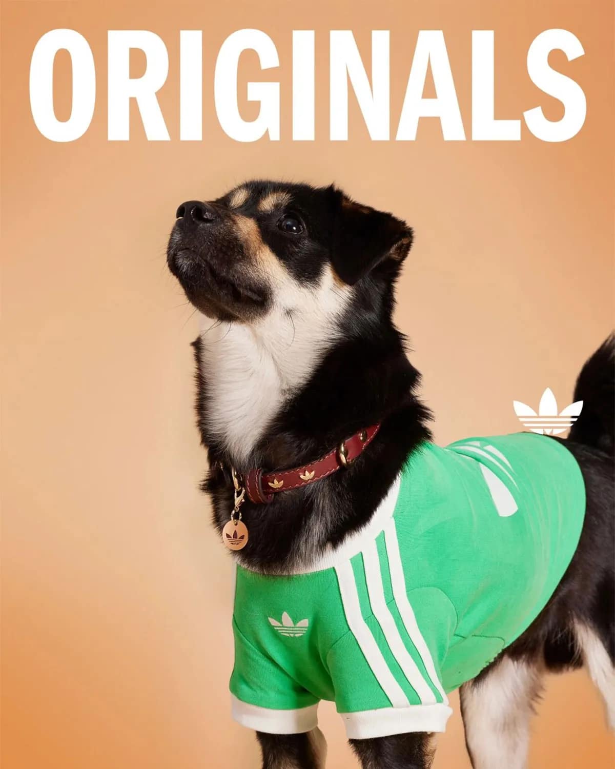 Adidas Pets