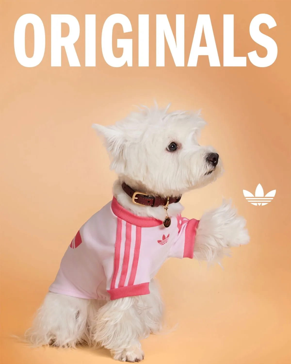 Adidas Pets
