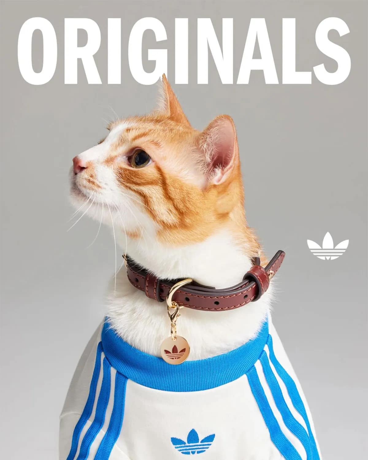 Adidas Pets