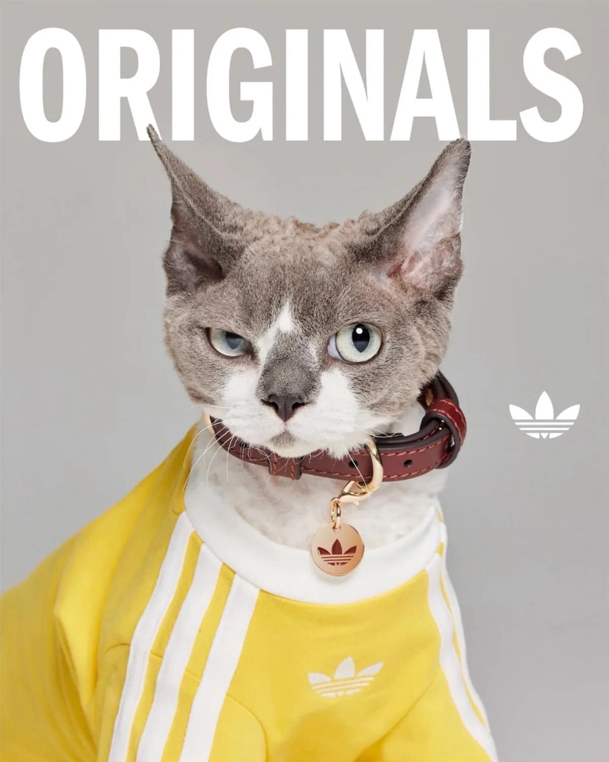 Adidas Pets