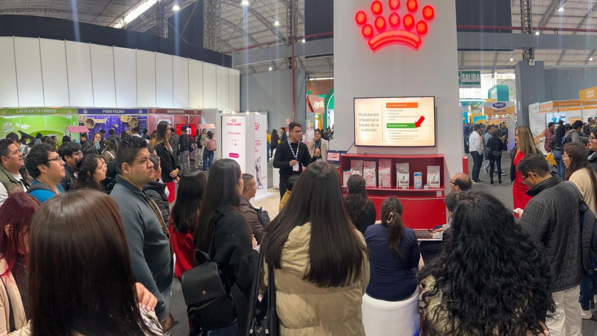 Los gatos lideran el mercado pet en Europa y América Latina